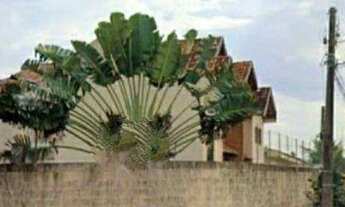 Imagem 2: Terreno à venda, 465 m² por R$ 395.000,00 - Pinheiros - Londrina/PR