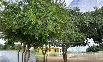 Imagem 6: Vendo Fazendinha em São Gonçalo dos Campos