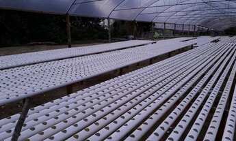 Imagem: Terreno novo Airão (agricultura