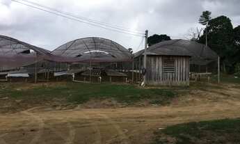 Imagem 5: Terreno novo Airão (agricultura