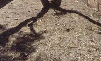 Imagem 3: NGC/Terreno com 132m² - Jardim Santa Luzia - PRONTO PRA CONSTRUIR! OPORTUNIDADE!