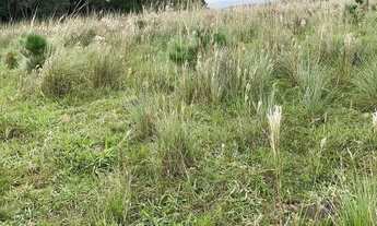 Imagem 5: 115251 SÍTIO EM TAQUARA 22 HECTARES ESCRITURADO, PASTO, RIACHO, VERTENTE