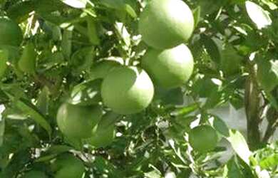 Imagem 2: Apartamento para aluguel com 86 metros quadrados com 3 quartos