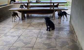 Imagem 6: Lindo sítio apenas 13 km da cidade de várzea da Palma 800 mts do rio das velhas