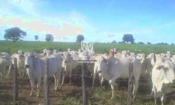 Imagem 5: GRANDE FAZENDA NO NORTE DE MINAS PARA PECUARIA DE 8 MIL HA BEM FOMADA E COM RIO