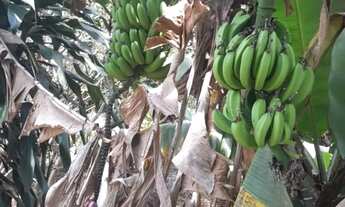 Imagem 5: Vende se lote 1000 metros , chácara Ceres