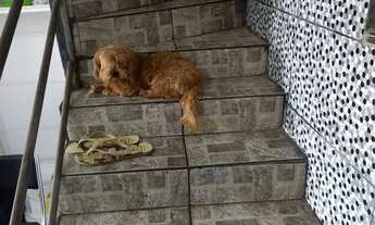 Imagem 6: Casa Venda Casa com 4 dormitórios