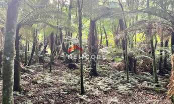 Imagem 4: Lote em Rua 21 - Alpes - São Francisco de Paula/RS