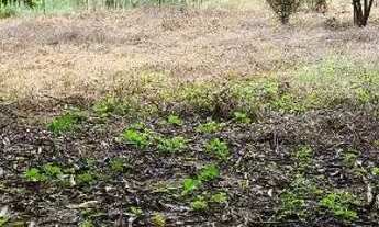 Imagem 6: Vende-se Terreno - Cinturão Verde