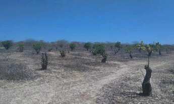 Imagem 7: Fazenda de caju / uruau