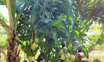 Imagem 3: Belíssima chácara a venda em Socorro/SP, terreno com 2.000 m², pomar, linda vista, lugar t