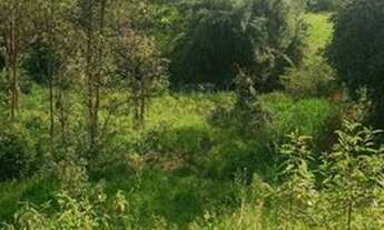 Imagem 6: Granja Pedra Bonita