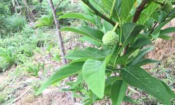 Imagem 5: Oportunidade- Abaixo do valor-Chácara 1500 m²- Santa Branca- R$ 430 mil- Com escritura