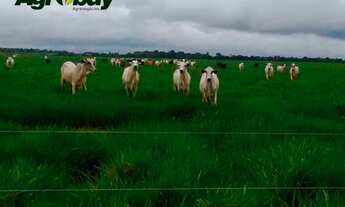 Imagem 3: Fazenda Localizada na Cidade de Peixe - to