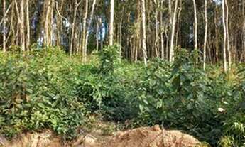 Imagem 3: Terreno com ótima topografia em Ibiuna 1LRFNVD