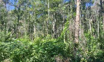 Imagem 4: Fazenda à venda, 1.040 Hectares em Recursolândia/TO