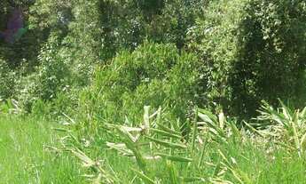 Imagem 4: Bom terreno de esquina medindo 12.80 x 24 total 307,20 m2 em Itapoá na área retro portuári