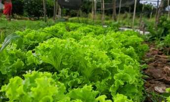 Imagem 6: Sítio no Panaquatira