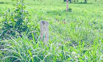 Imagem 6: Fazenda Flores de Goiás