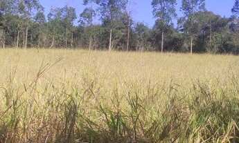 Imagem 7: Sitio de 10hectares localizado na divisa de Pedro Leopoldo com lagoa santa a 55km de BH