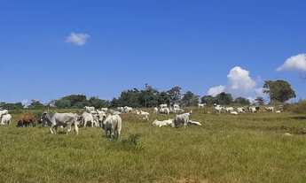 Imagem 2: .. Uma Excelente Fazenda 59 alqueires 42 km do município de Porto Nacional TO