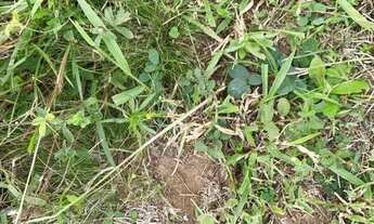 Imagem 7: 115251 SÍTIO EM TAQUARA 22 HECTARES ESCRITURADO, PASTO, RIACHO, VERTENTE