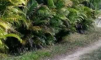 Imagem 6: Vendo sítio na Cabrita