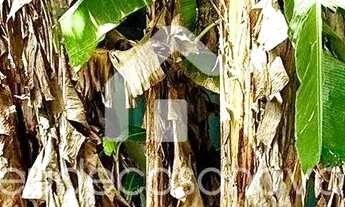 Imagem 14: ?Casa - Quinta das Marinas - Ponta Negra