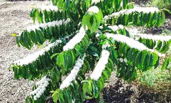 Imagem 4: Fazenda Rodovia Itabela