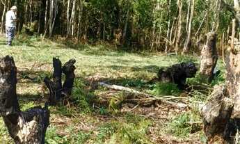 Imagem 7: Sitio taiacupeba com 20mil m2 escritura ok