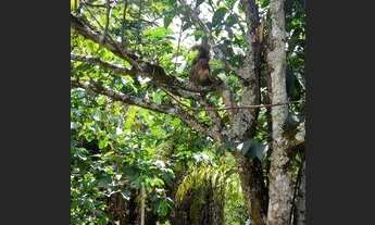 Imagem 6: Terreno à venda, 4300 m² por R$ 425.000,00 - Estância São Francisco - Itapevi/SP