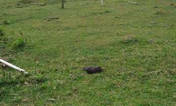 Imagem 2: Terreno à venda, 18212 m² na Encantada - Garopaba/SC