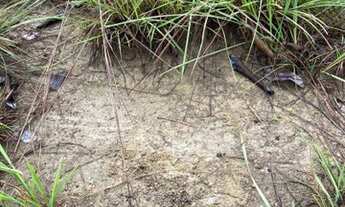 Imagem 5: Fazenda à venda, 1.100 Hectares em Araguacema do Tocantins