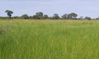 Imagem 4: VENDO FAZENDA DE 1.200 HECTARES NA REGIÃO DE POCONÉ MT
