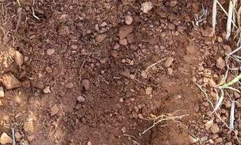 Imagem 4: Fazenda aberta à venda, 1.700 Hectares em Miranorte do Tocantins