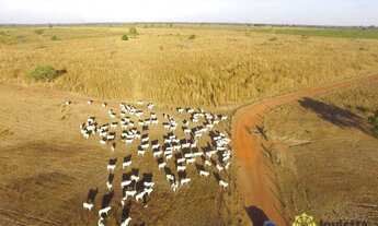 Imagem 2: Fazenda à venda, 3.458 Hectares em Pium/TO
