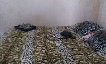 Imagem 4: Vendo kitnet com quintal podendo ampliar