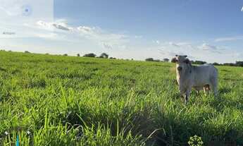 Imagem 5: Fazenda aberta à venda, 1.700 Hectares em Miranorte do Tocantins
