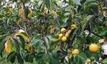 Imagem 2: Chácara 1.000 M² - Itaipuaçu, 2 Casas - R$ 350 Mil