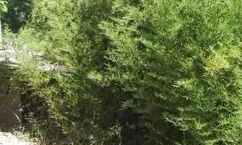 Imagem 2: Área à venda em Morada das Águias, Itaipuaçú RJ