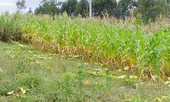 Imagem 6: Sítio, Sapiranga RS, valor 198,900,00