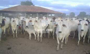 Imagem 3: GRANDE FAZENDA NO NORTE DE MINAS PARA PECUARIA DE 8 MIL HA BEM FOMADA E COM RIO