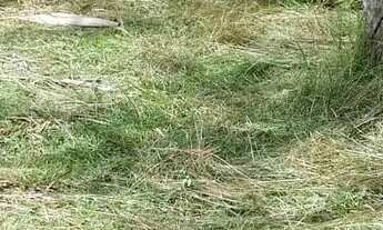 Imagem 6: Casa com 4 compartimentos no km 39 da alça viária