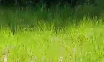 Imagem 7: VENDO FAZENDA DE 1.200 HECTARES NA REGIÃO DE POCONÉ MT