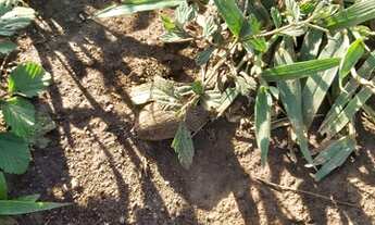 Imagem 2: Fazenda/Sítio/Chácara para venda com 550000 metros quadrados com 3 quartos