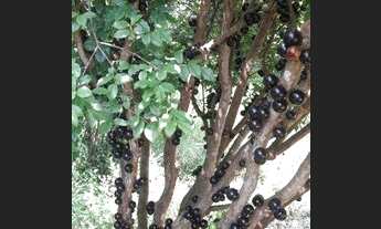 Imagem 2: Terreno à venda, 4300 m² por R$ 425.000,00 - Estância São Francisco - Itapevi/SP