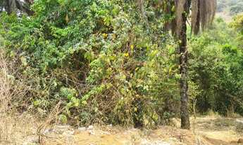 Imagem 5: Lote com muita água corrente