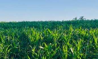 Imagem 3: Casa de condomínio para venda possui 1000 metros quadrados em Verava - Ibiúna - SP