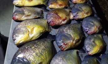 Imagem 6: Imovel terreno,lote a 100 mts da represa