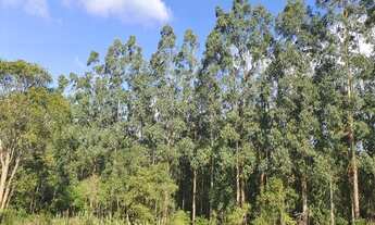 Imagem 5: Sítio com eucaliptos em Quitandinha